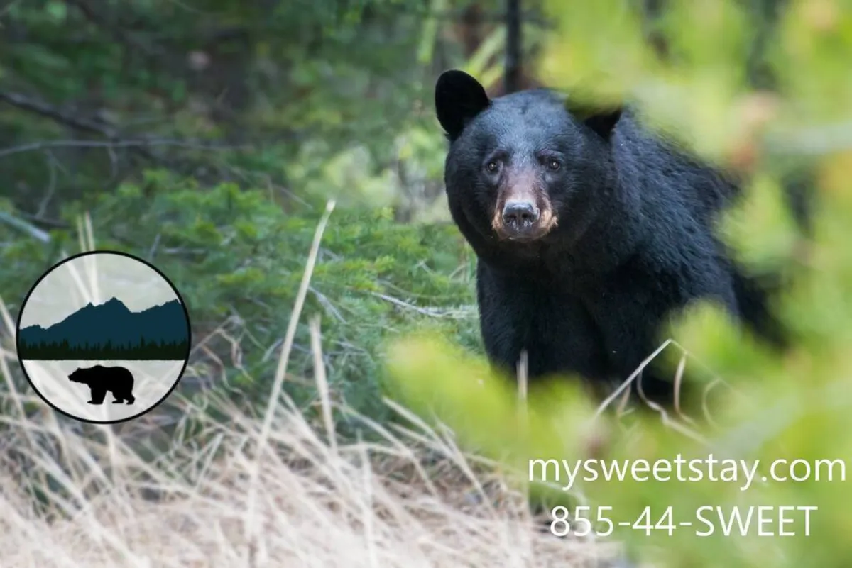 An outdoor scene capturing a black bear among lush foliage and grass, highlighting the natural, adventurous spirit of the Smoky Mountains region.